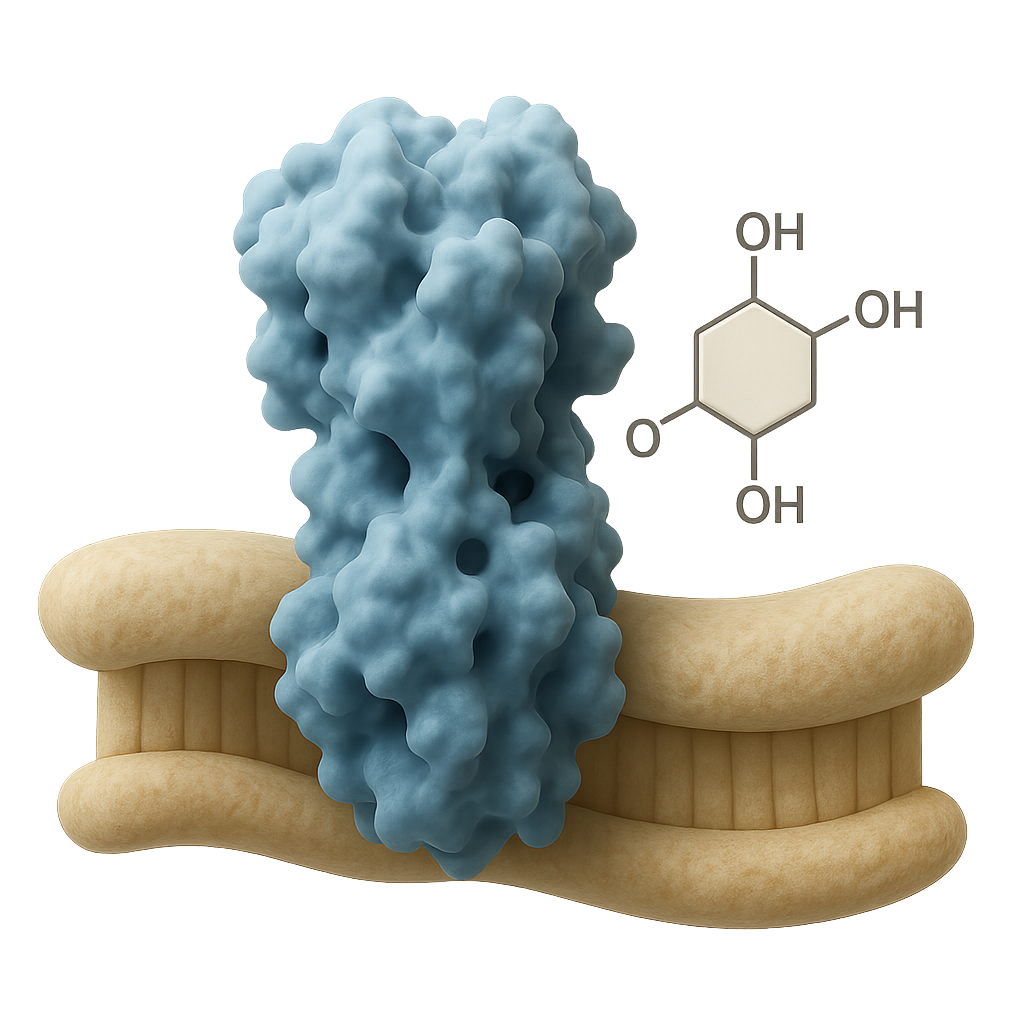 Glucuronidation