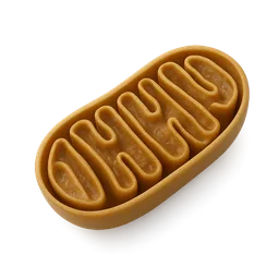 Mitochondrial Biogenesis