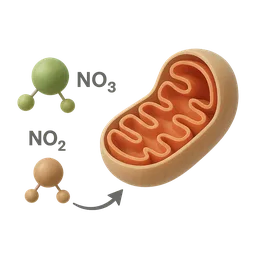 Dietary Nitrate-Nitrite-NO Pathway