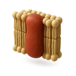 Nrf2 Pathway