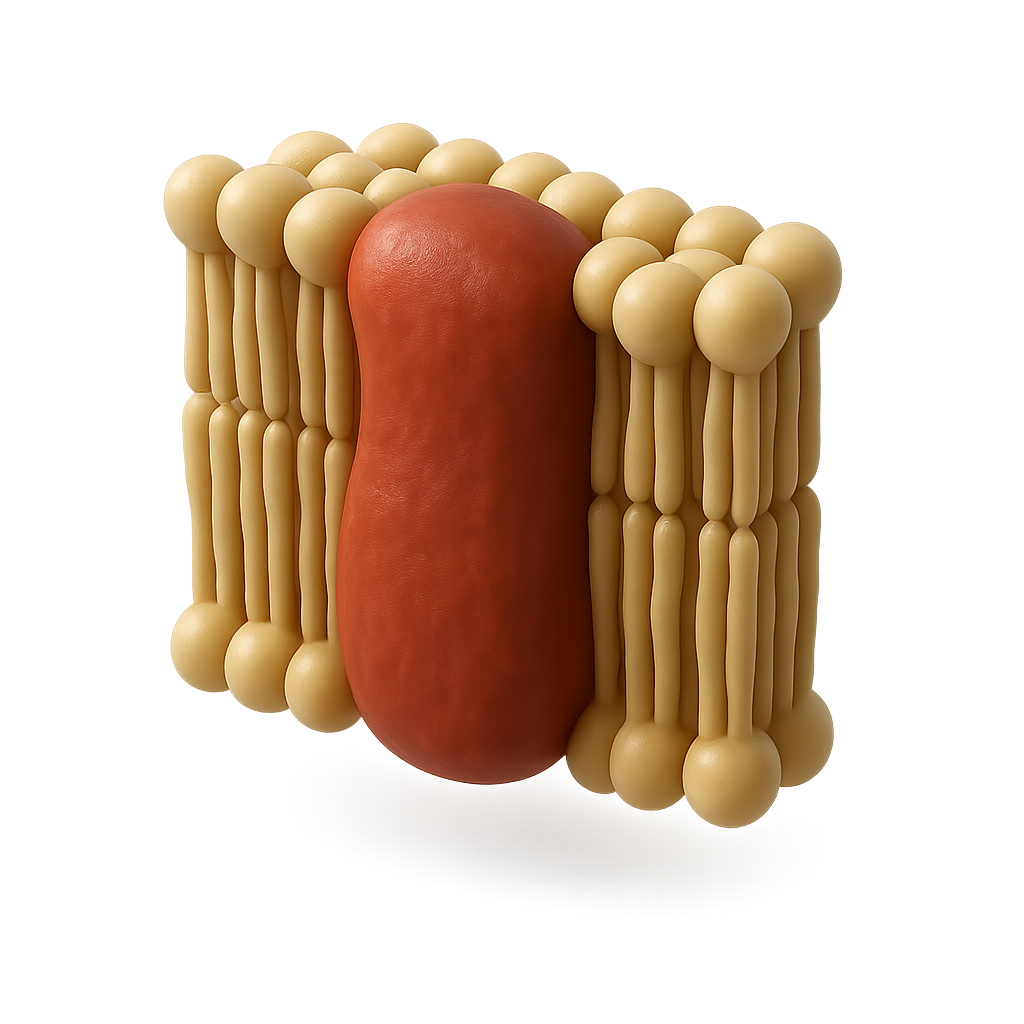 Nrf2 Pathway