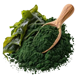 Algae / Phytoplankton (unspecified)