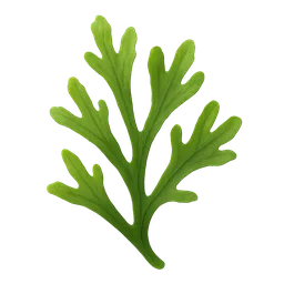 Algae / Phytoplankton