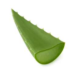 Aloe