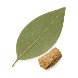 Apocynum venetum