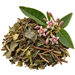 Apocynum venetum