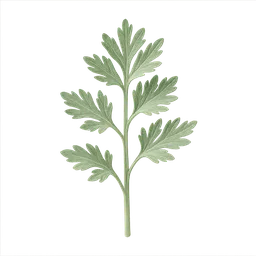 Artemisia