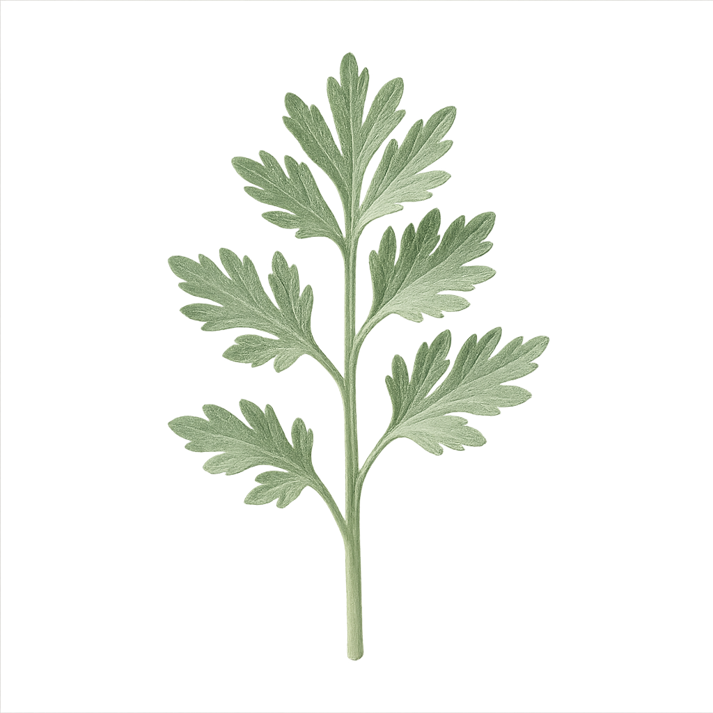 Artemisia