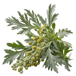 Artemisia