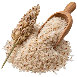 Asian Psyllium