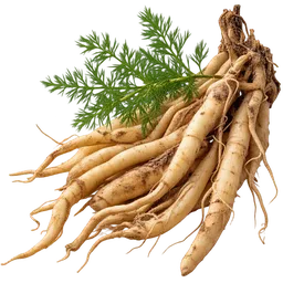 Asparagus racemosus
