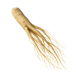Asparagus racemosus