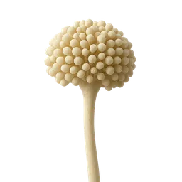 Aspergillus oryzae