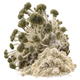 Aspergillus oryzae