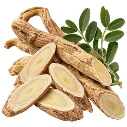 Astragalus