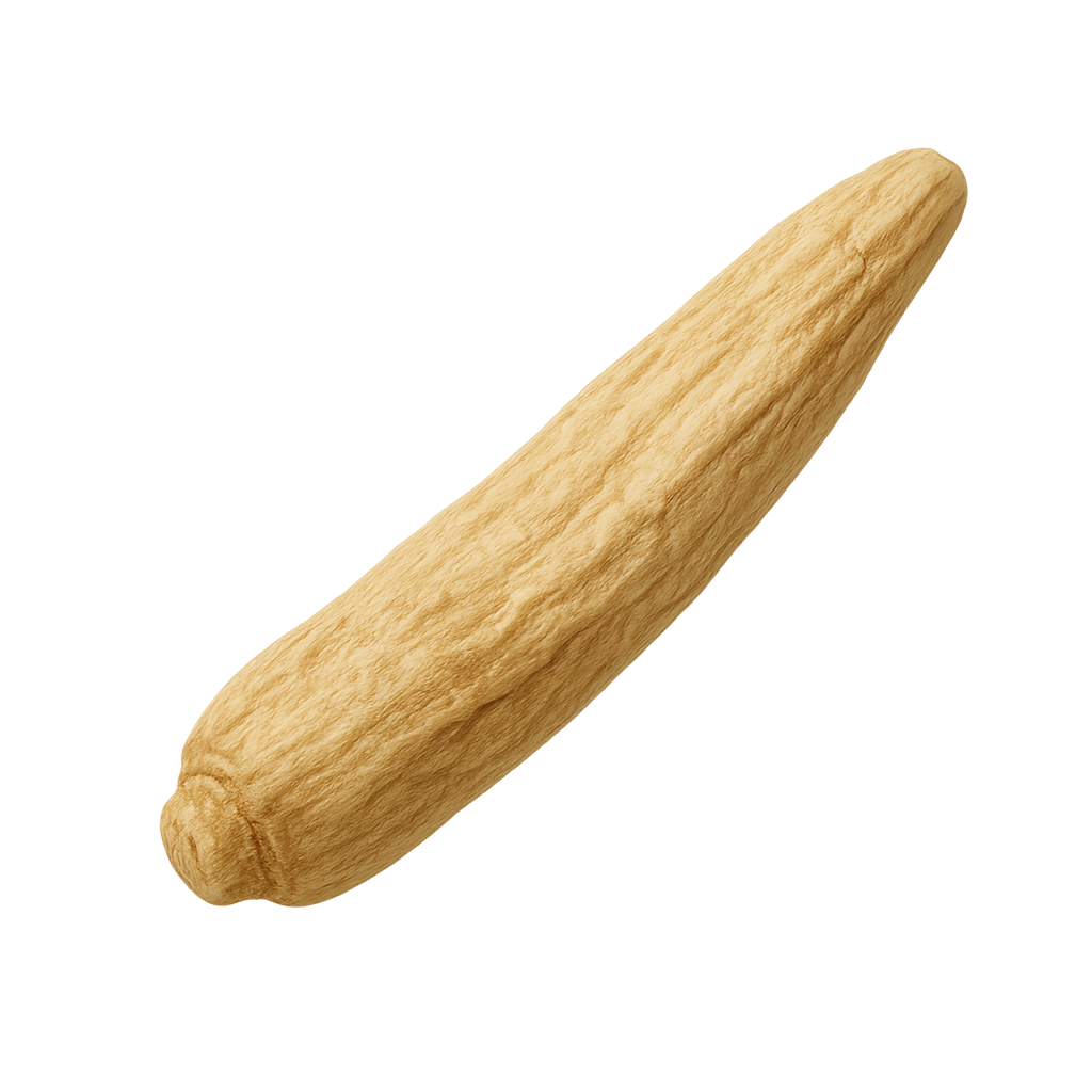 Astragalus