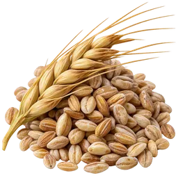 Barley