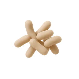 Bifidobacterium infantis