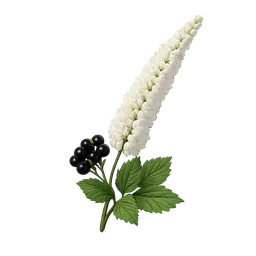 Black Cohosh