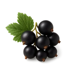 Black Currant