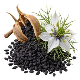 Black Seed Oil (Nigella sativa)