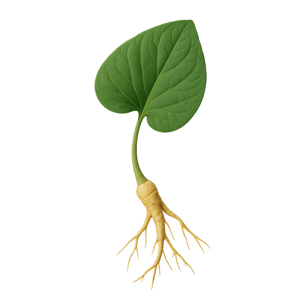 Botanical (unspecified)