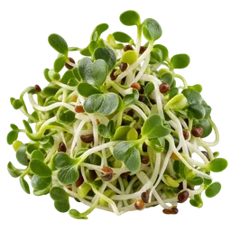 Broccoli sprout