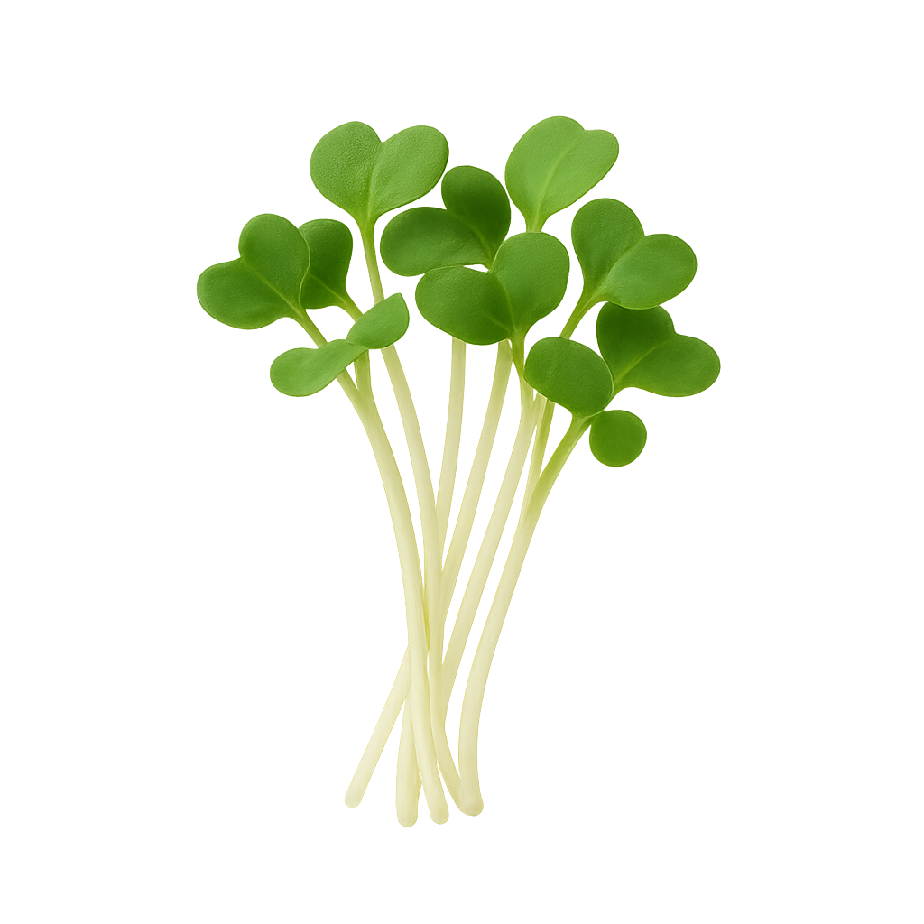 Broccoli sprout