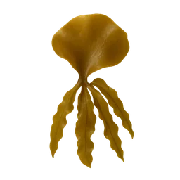 Brown Seaweed and Kelp