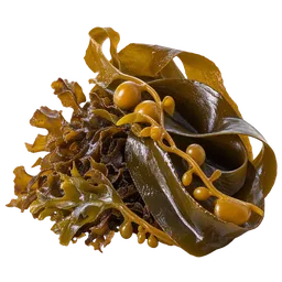 Brown Seaweed and Kelp
