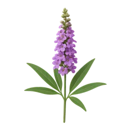 Chastetree (Vitex agnus-castus)