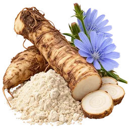 Chicory