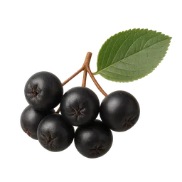 Chokeberry