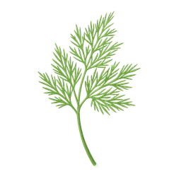 Dill