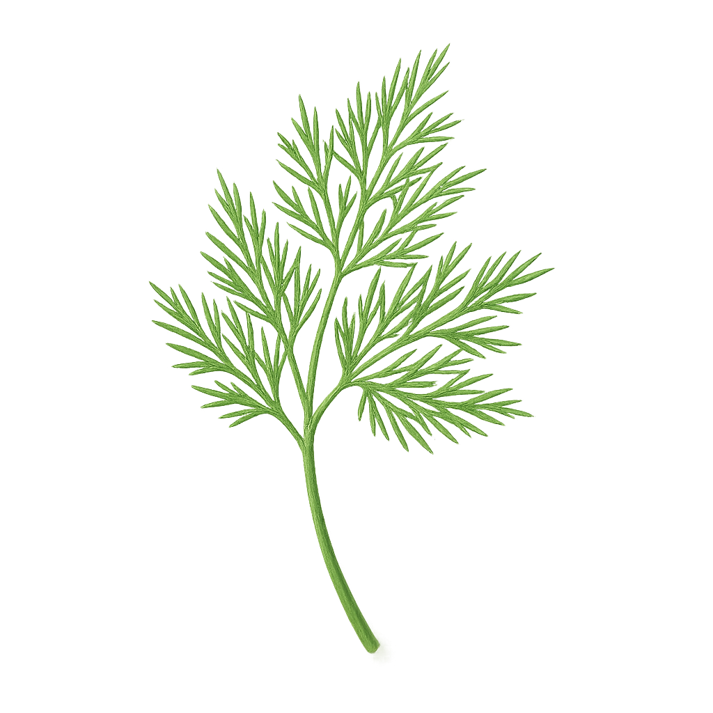 Dill
