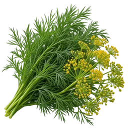 Dill