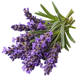 English Lavender