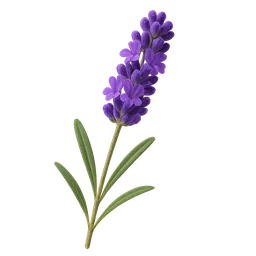 English Lavender