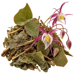 Epimedium
