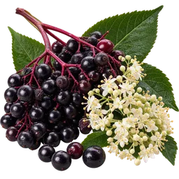 European Elder / Elderberry
