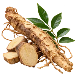 Tongkat Ali (Eurycoma longifolia)