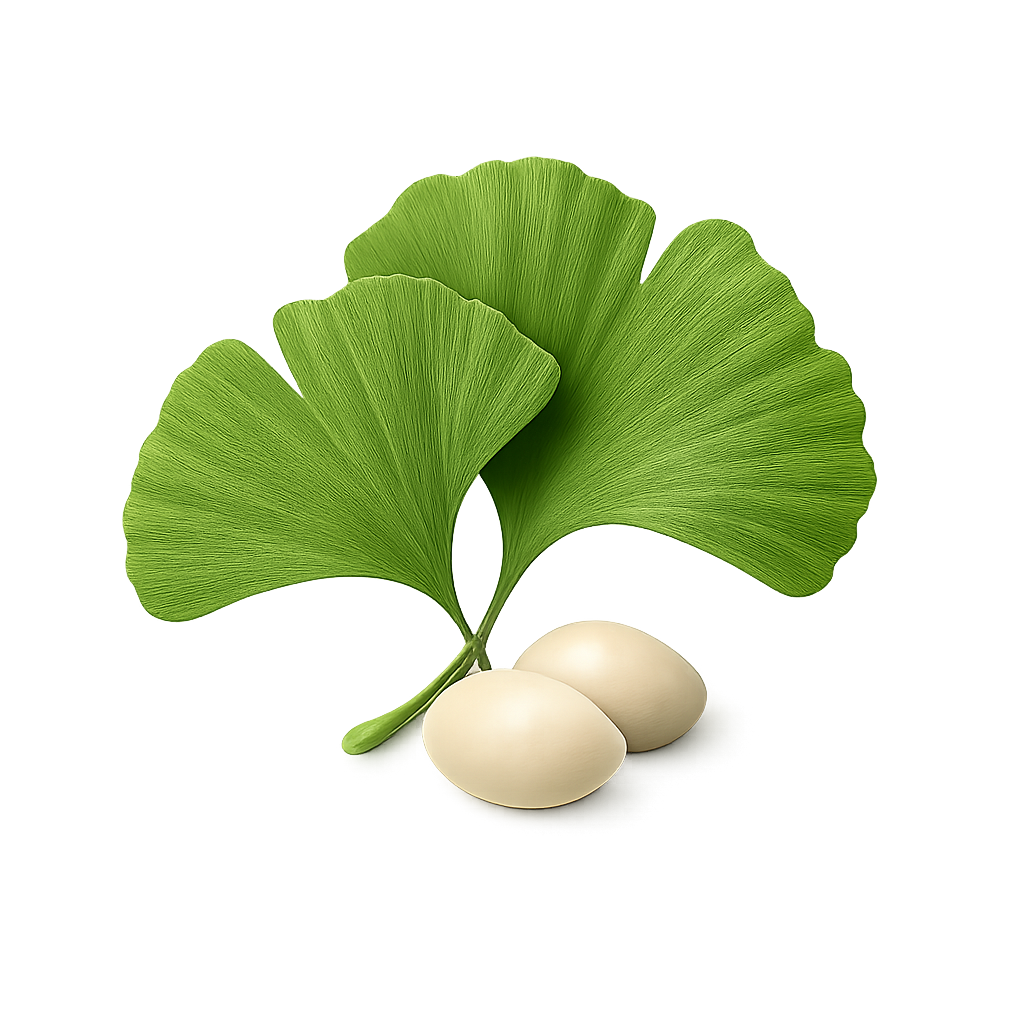 Ginkgo biloba
