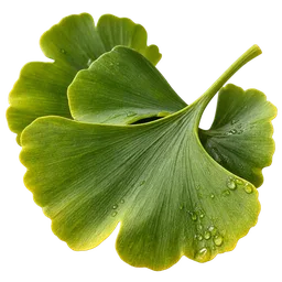 Ginkgo Biloba for Cognitive Impairment and Dementia: A Systematic Evidence Review