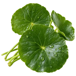 Gotu Kola