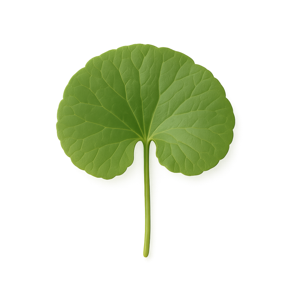 Gotu Kola