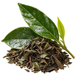 Guayusa
