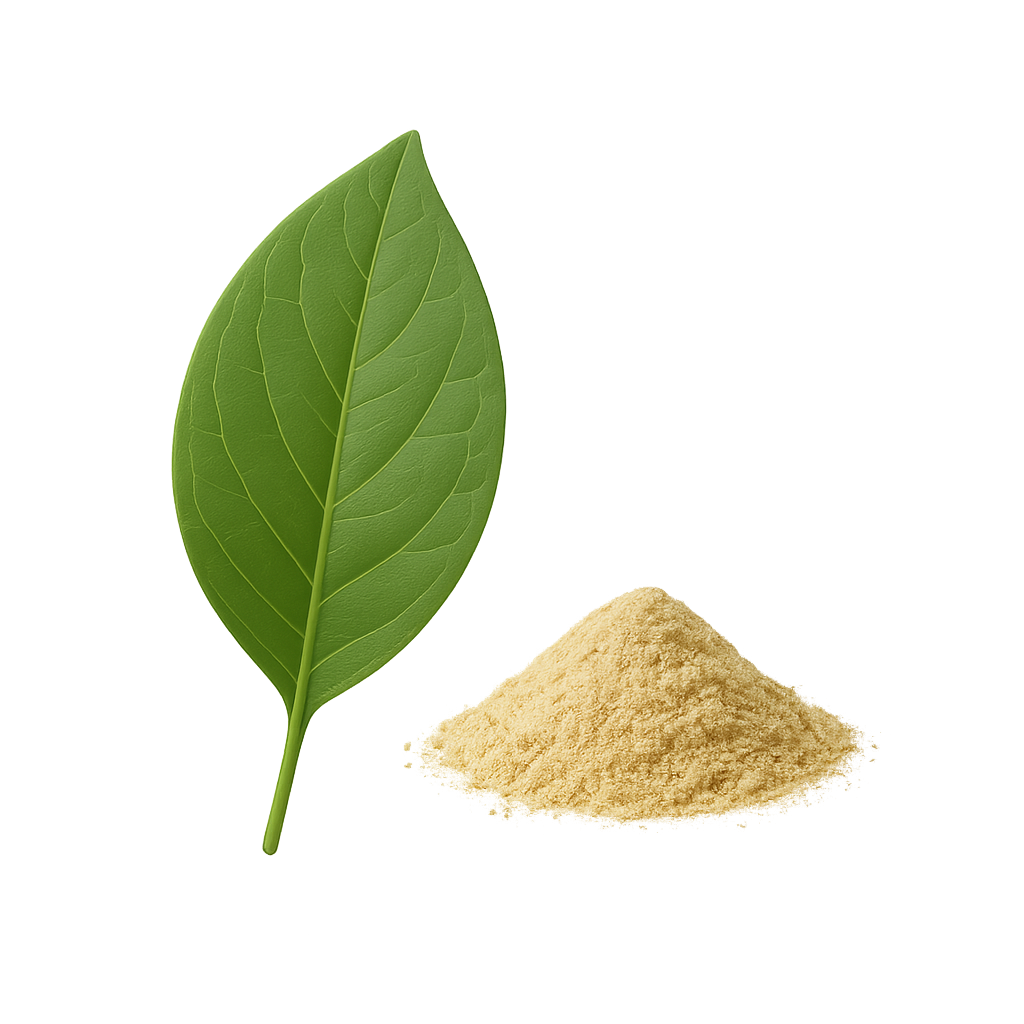 Gymnema sylvestre