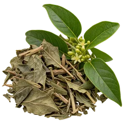 Gymnema sylvestre