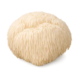 Hericium mushroom