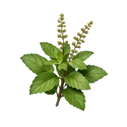Holy Basil (Tulsi)